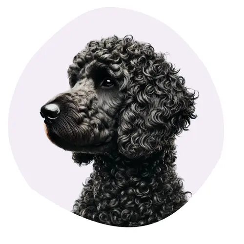 Retriever à poil bouclé